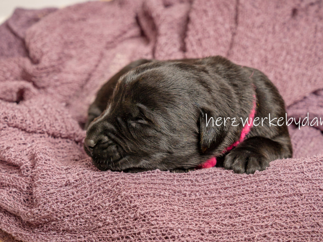 Frau Pink nach 10 Tagen